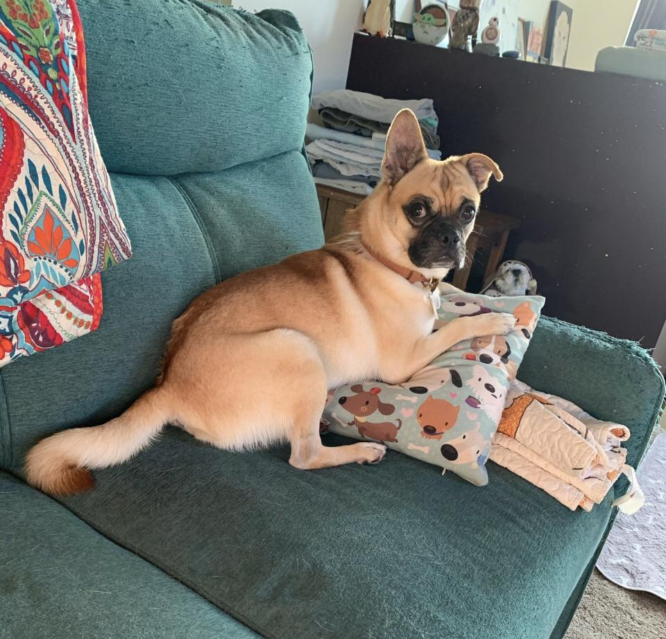 Micky, a Adoptable mixed breed in San Diego, CA image 3/6