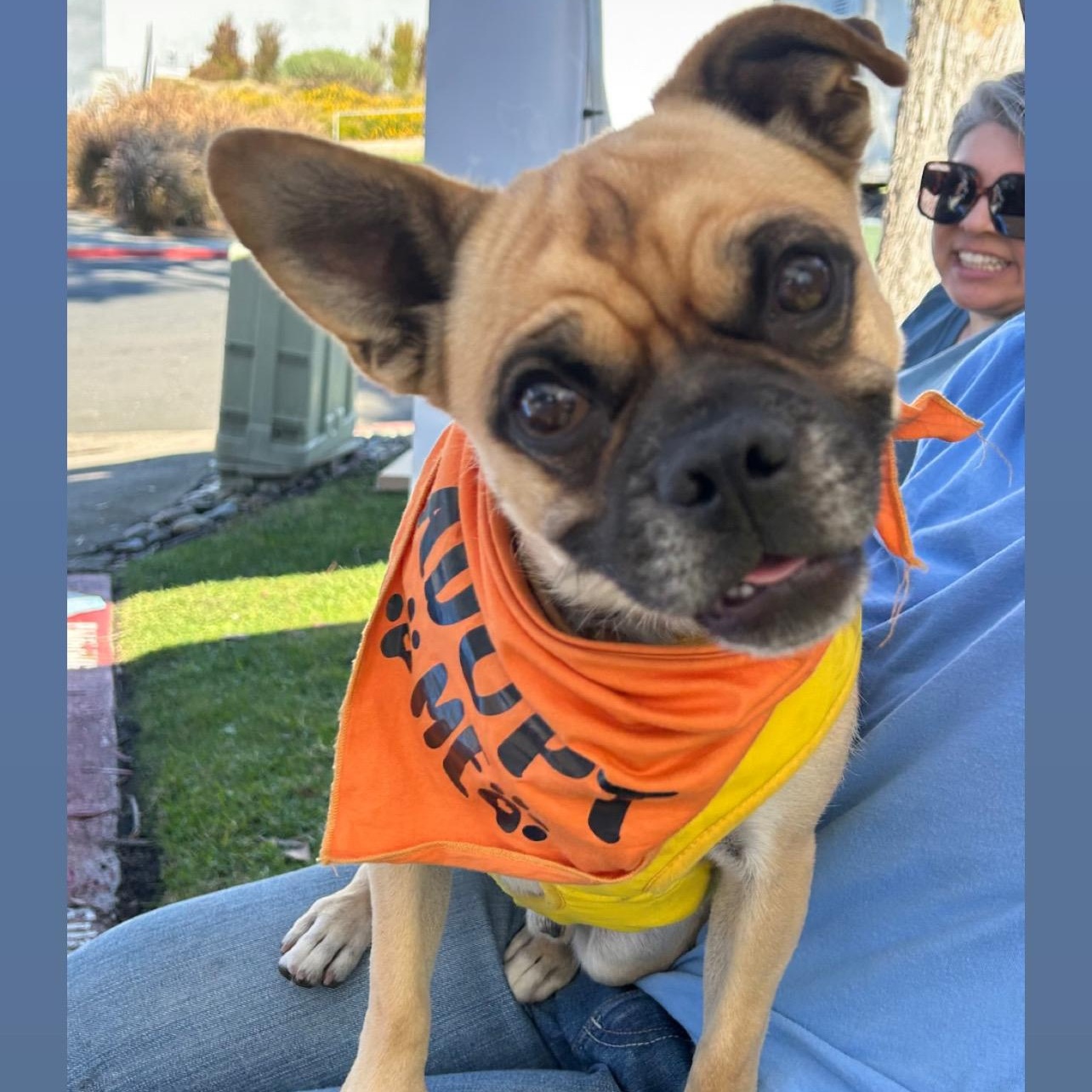 Micky, Adoptable, Young Male Pug & Pomeranian.