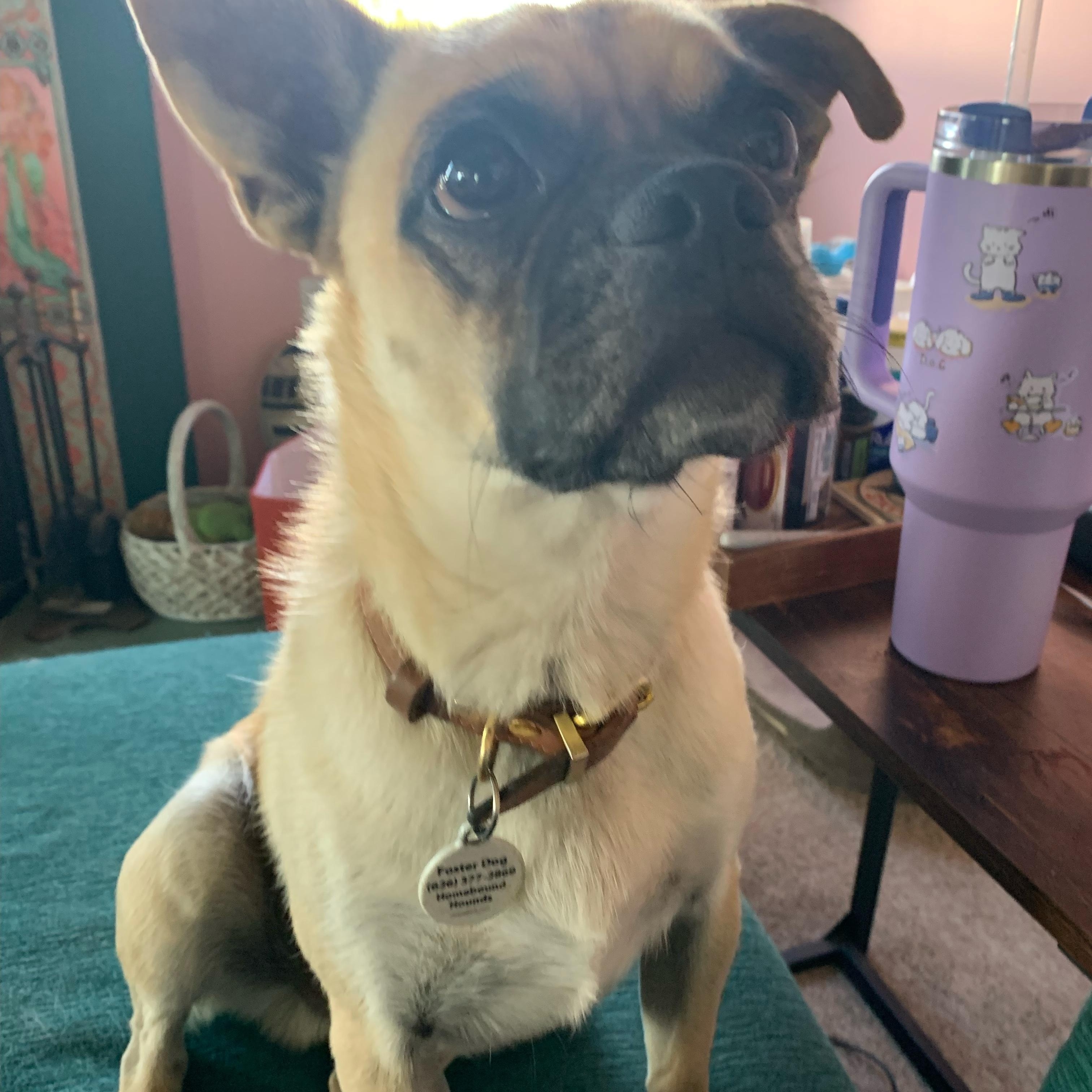 Micky, Adoptable, Young Male Pug & Pomeranian.