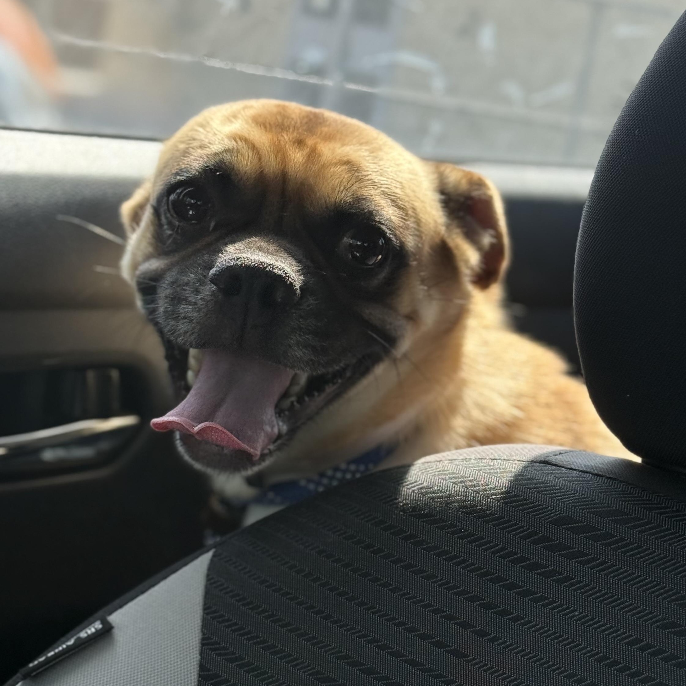 Micky, a Adoptable mixed breed in San Diego, CA image 5/6