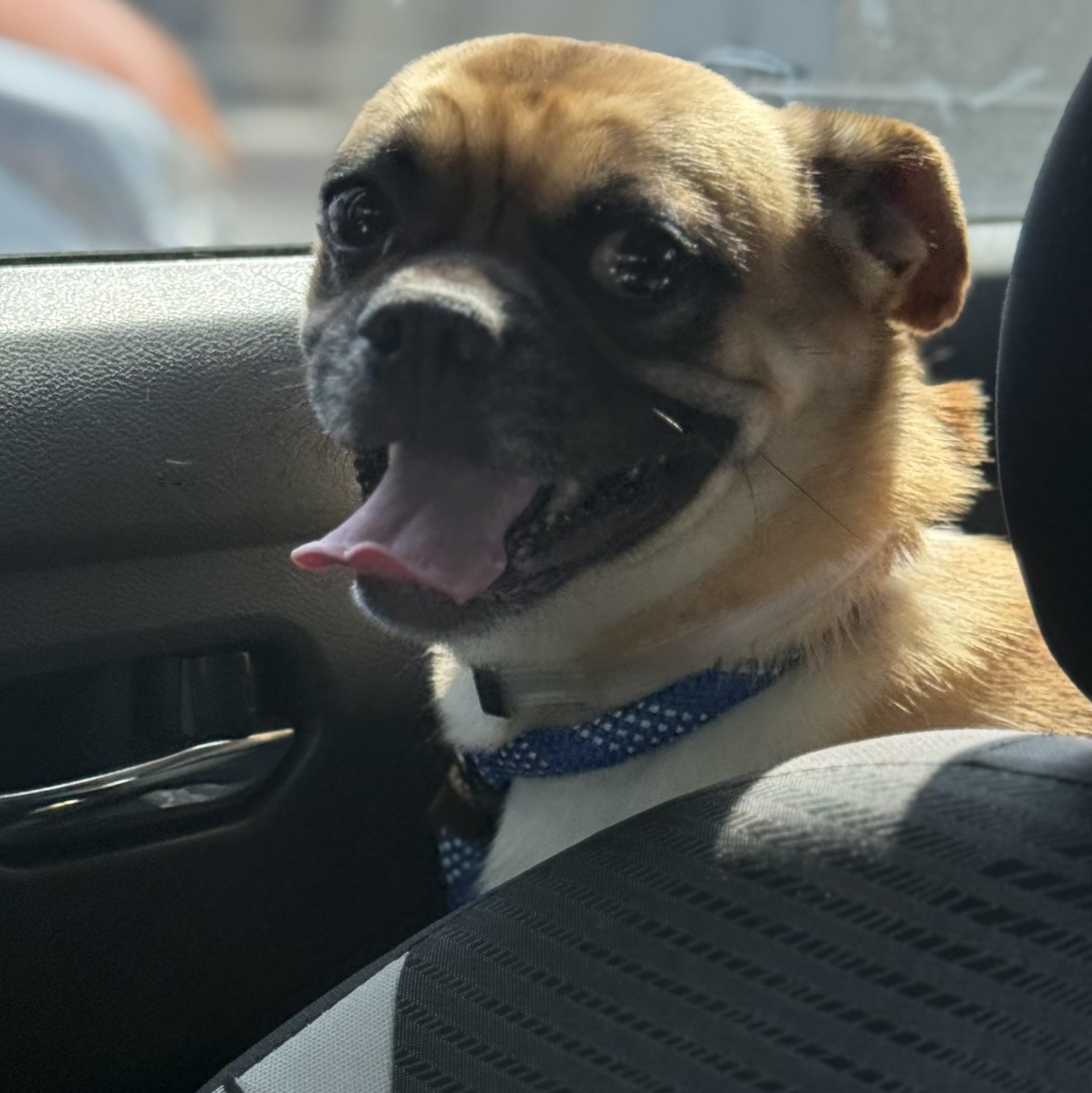 Micky, a Adoptable mixed breed in San Diego, CA image 4/6