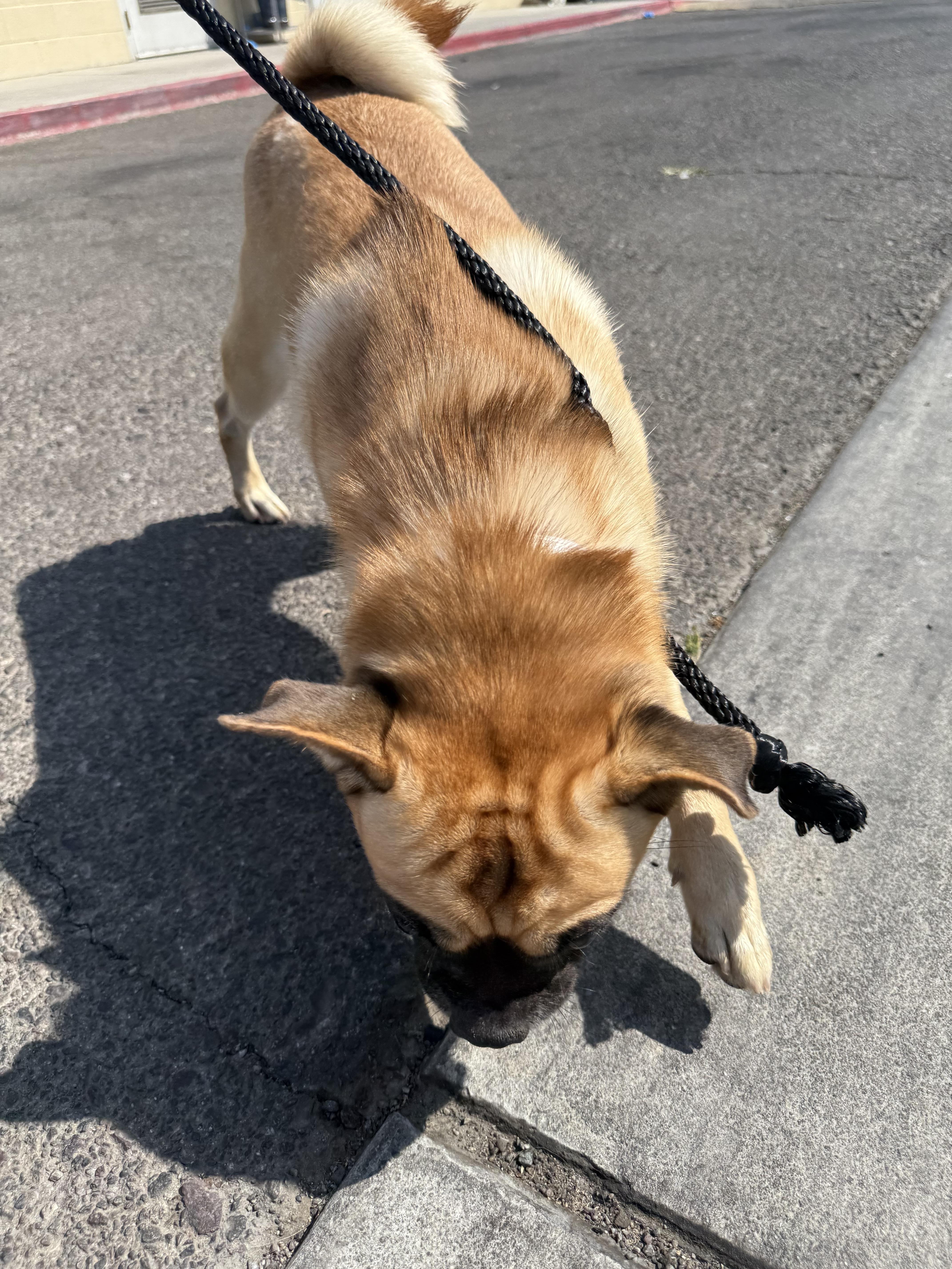 Micky, a Adoptable mixed breed in San Diego, CA image 6/6