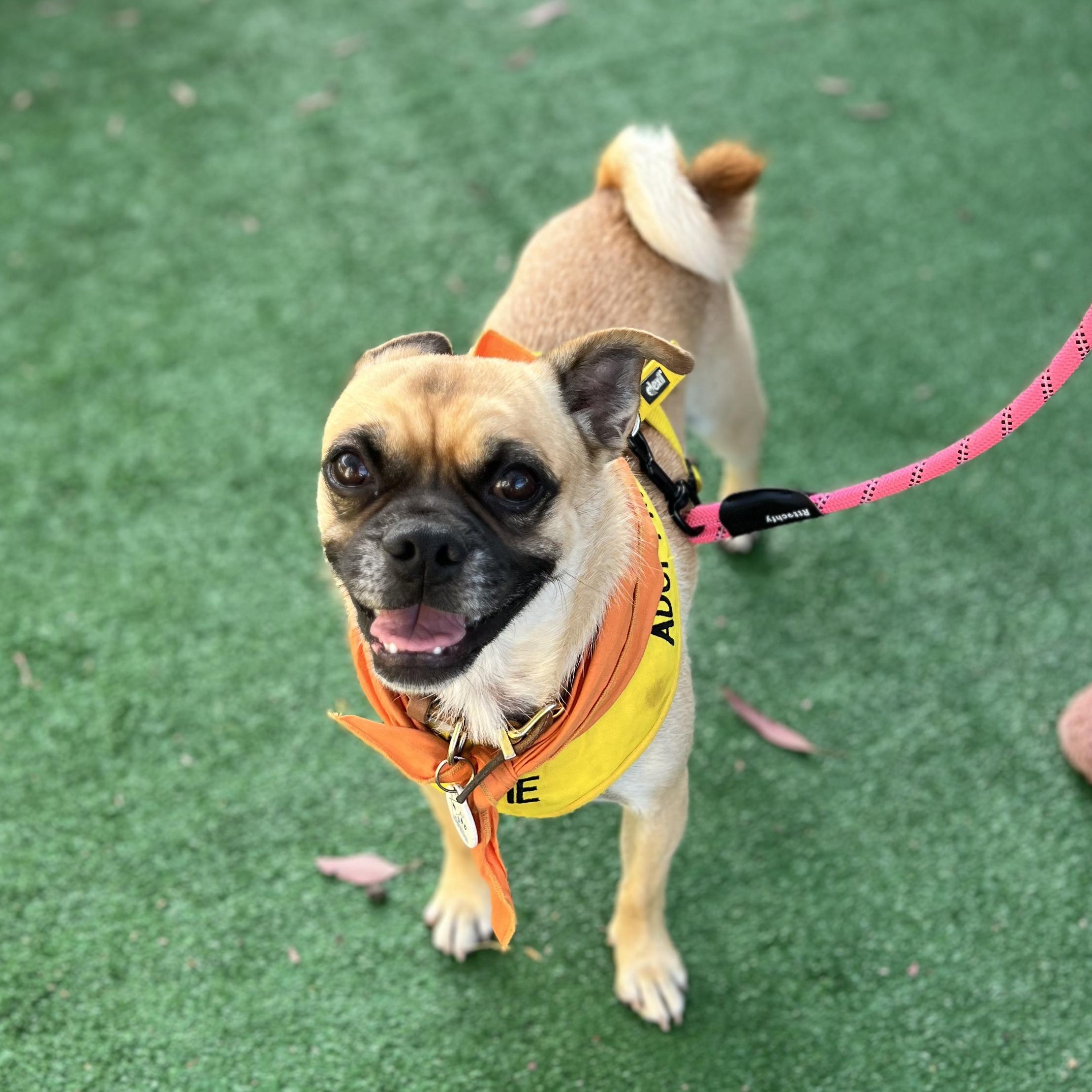 Enlarge Micky, a Adoptable mixed breed in San Diego, CA image 2/6