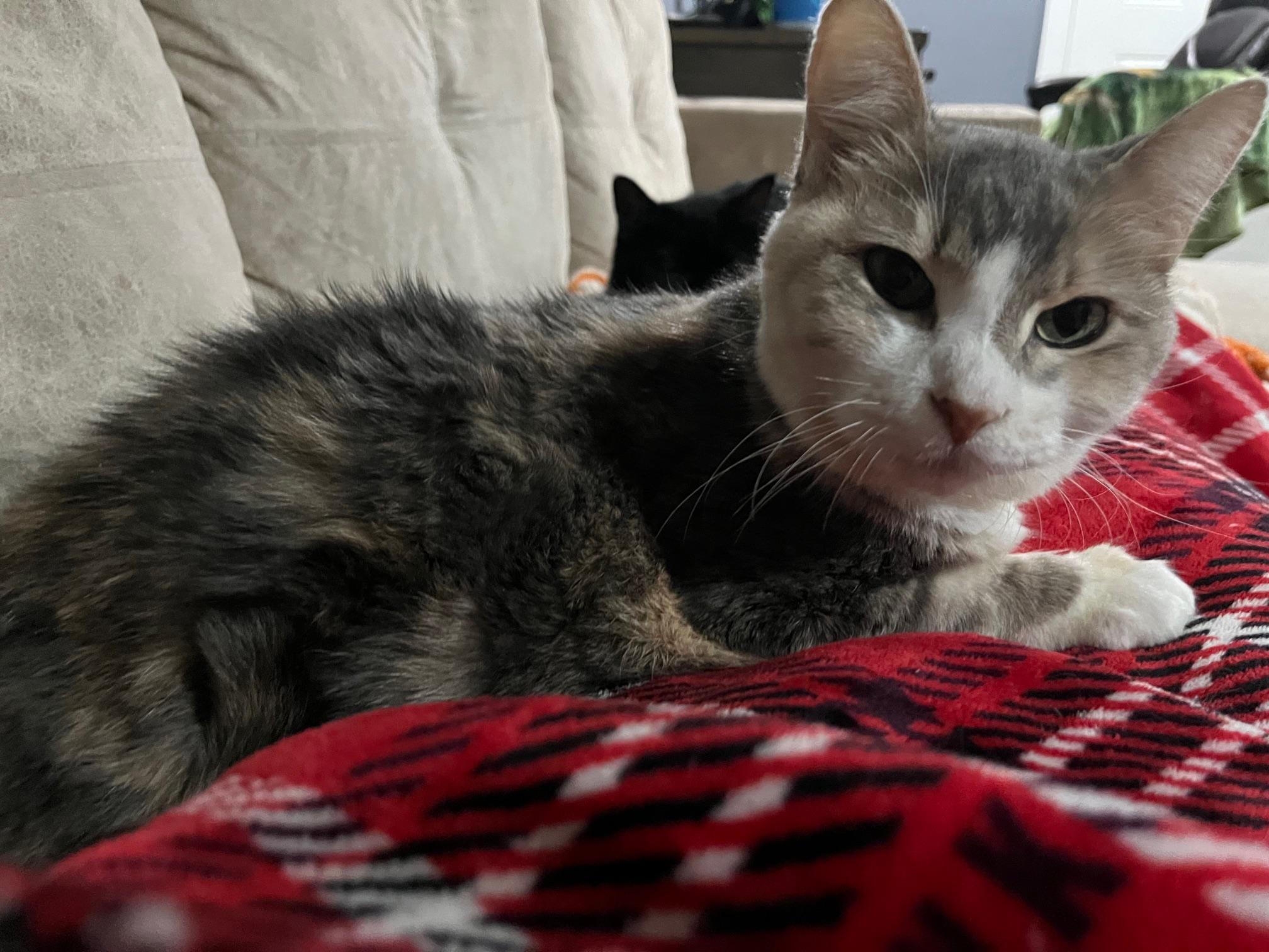 Enlarge Pebbles , a ADOPTABLE Domestic Short Hair in Rochester, WA image 4/6