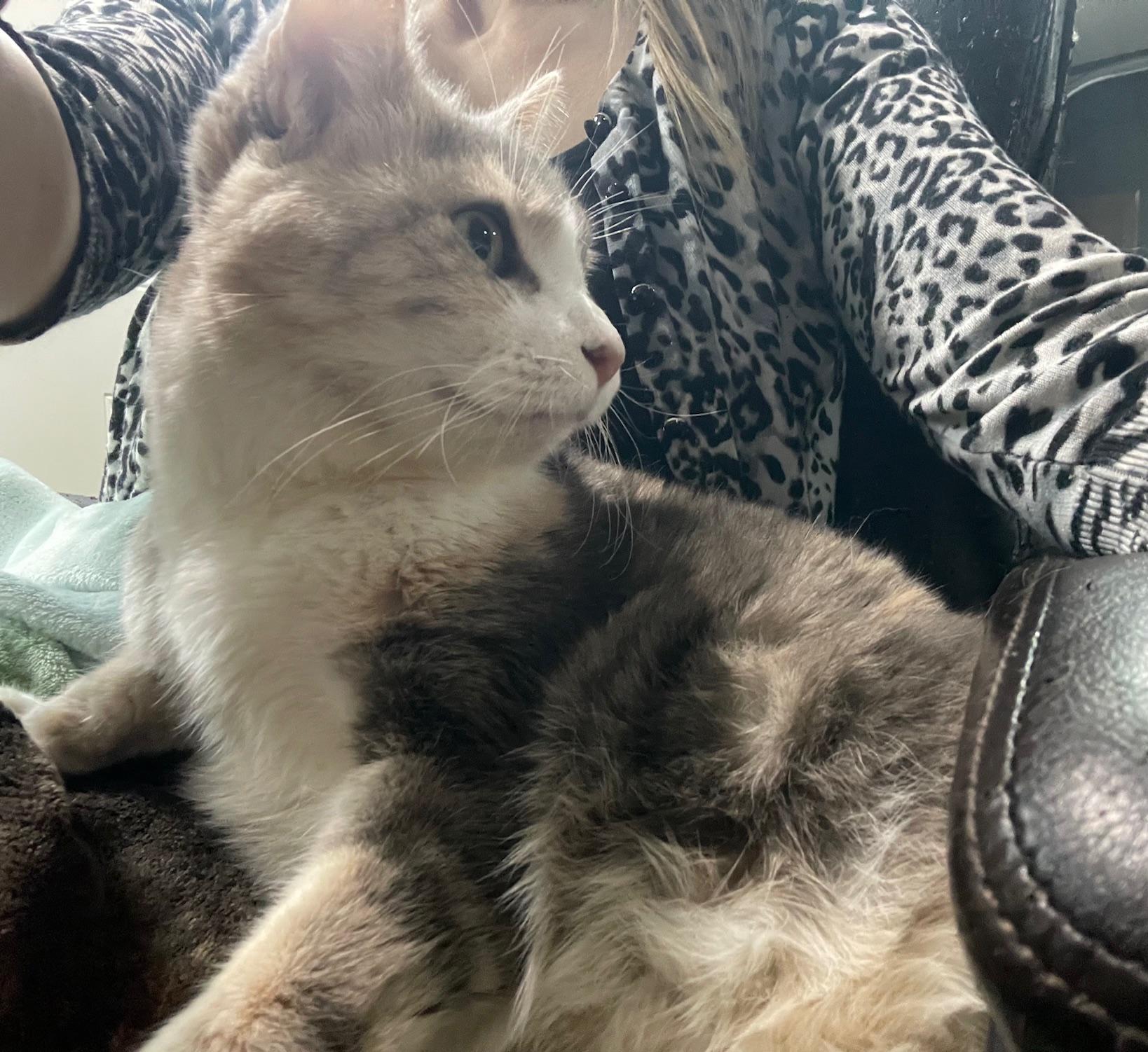 Enlarge Pebbles , a ADOPTABLE Domestic Short Hair in Rochester, WA image 5/6