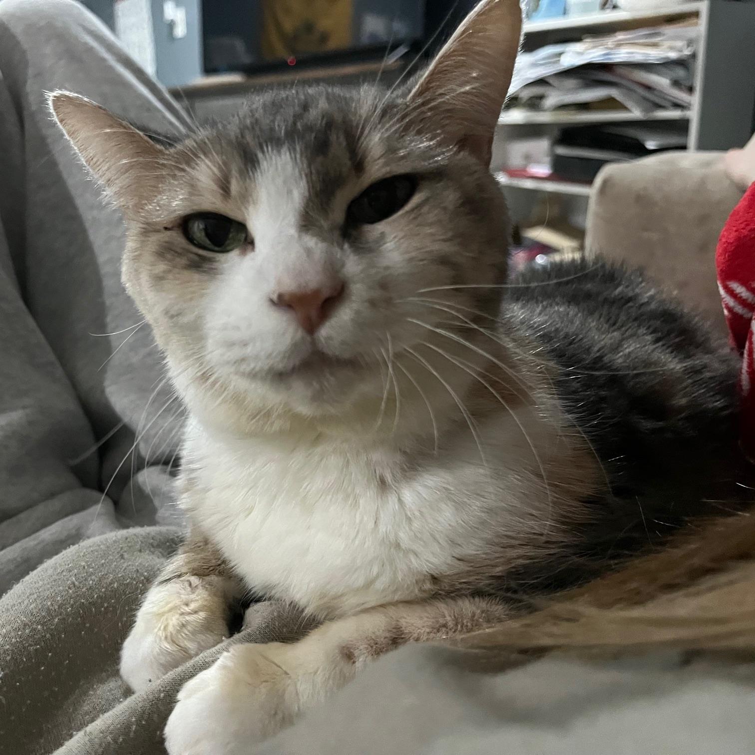 Enlarge Pebbles , a ADOPTABLE Domestic Short Hair in Rochester, WA image 3/6