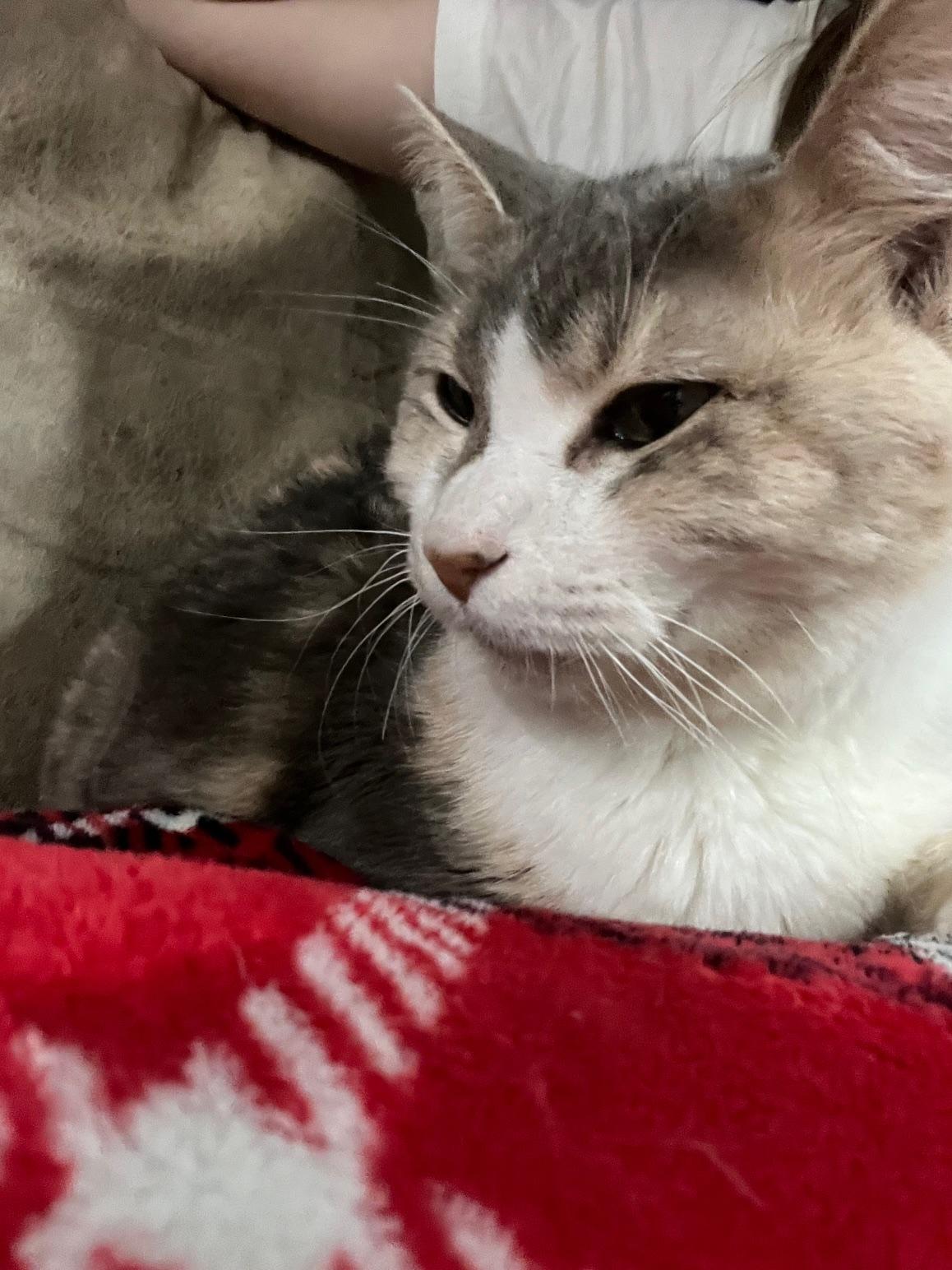 Enlarge Pebbles , a ADOPTABLE Domestic Short Hair in Rochester, WA image 2/6