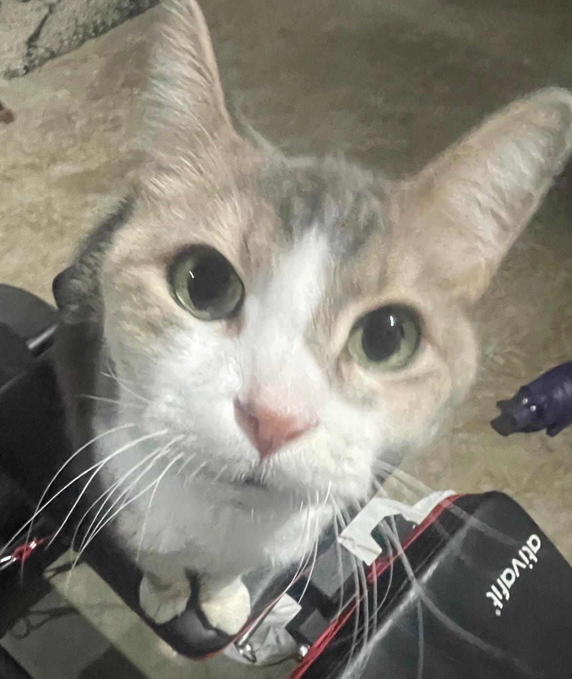 Pebbles , ADOPTABLE, Senior Female Domestic Short Hair.