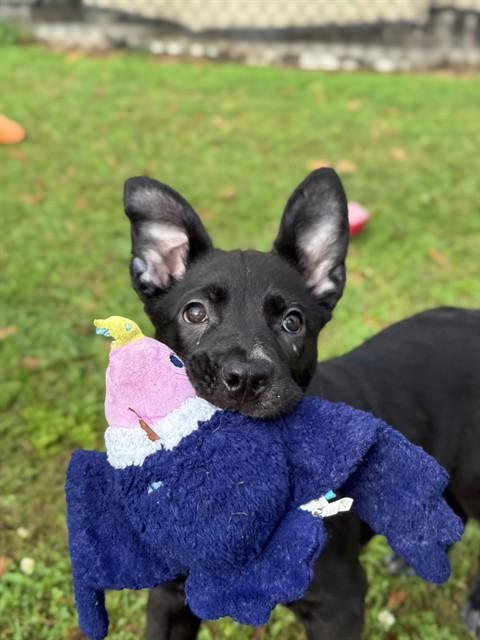 NATASHA, Adoptable, Puppy Female Labrador Retriever.