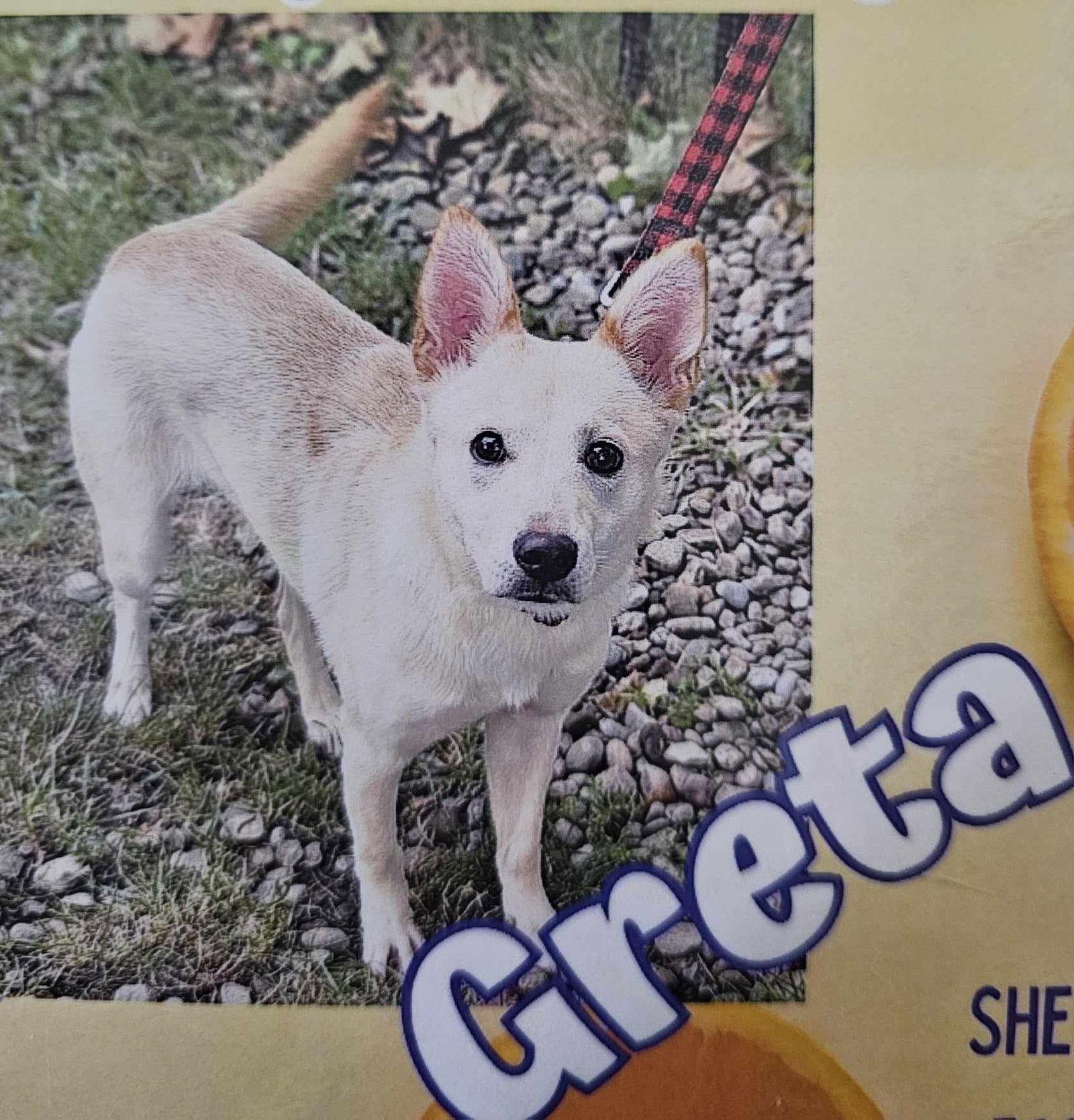 Greta, Adoptable, Young Female Shepherd & Husky.