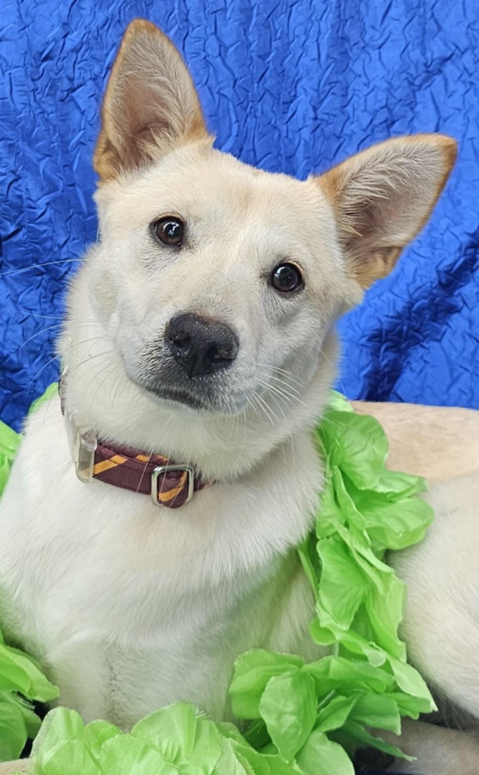 Greta, a Adoptable mixed breed in Cuba, NY image 2/3