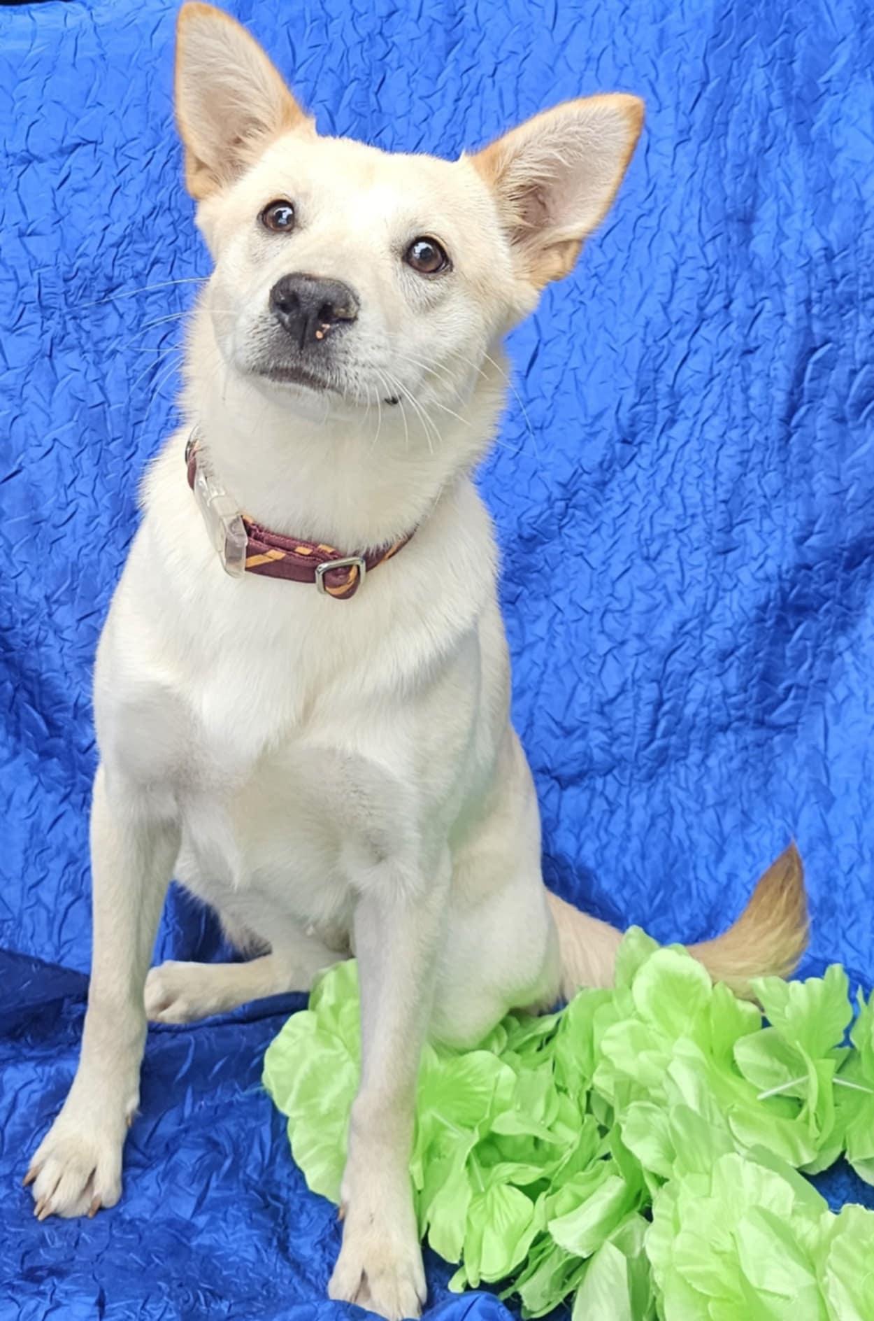 Greta, a Adoptable mixed breed in Cuba, NY image 3/3