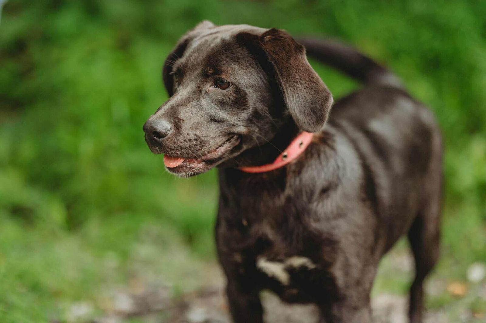 Enlarge Lacy Sue, a Adopted Labrador Retriever in Lewistown, PA image 2/3