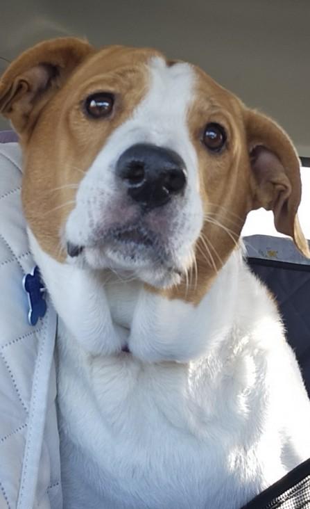 Enlarge Abbey Mae, a ADOPTABLE mixed breed in Landenberg, PA image 2/2