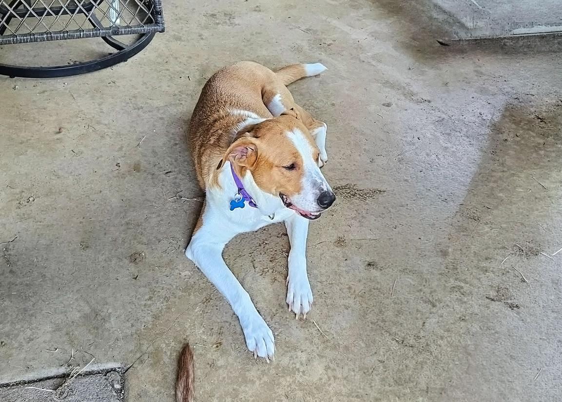 Abbey Mae, ADOPTABLE, Senior Female Hound.