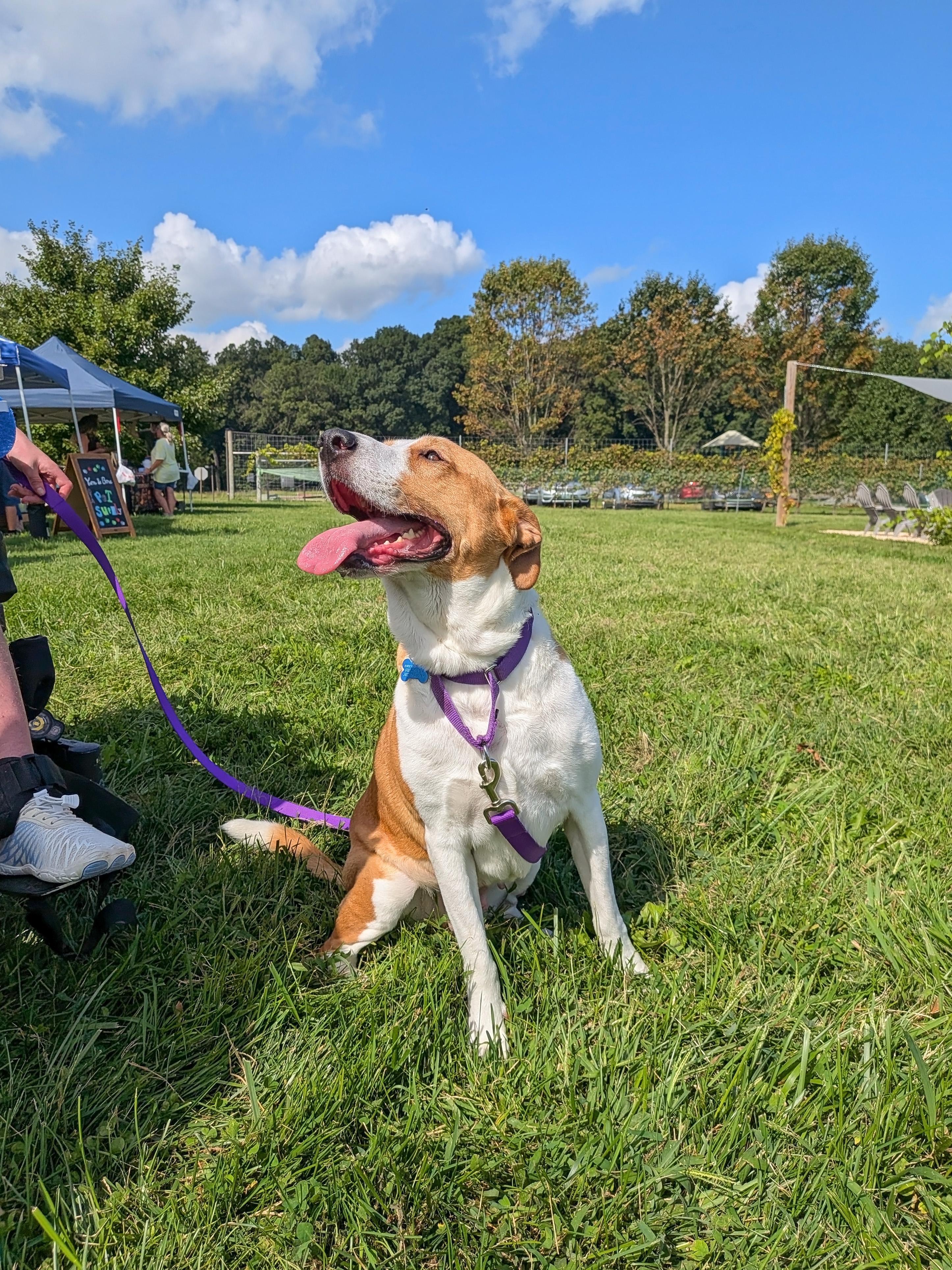 Enlarge Abbey Mae, a Adoptable mixed breed in Landenberg, PA image 2/6