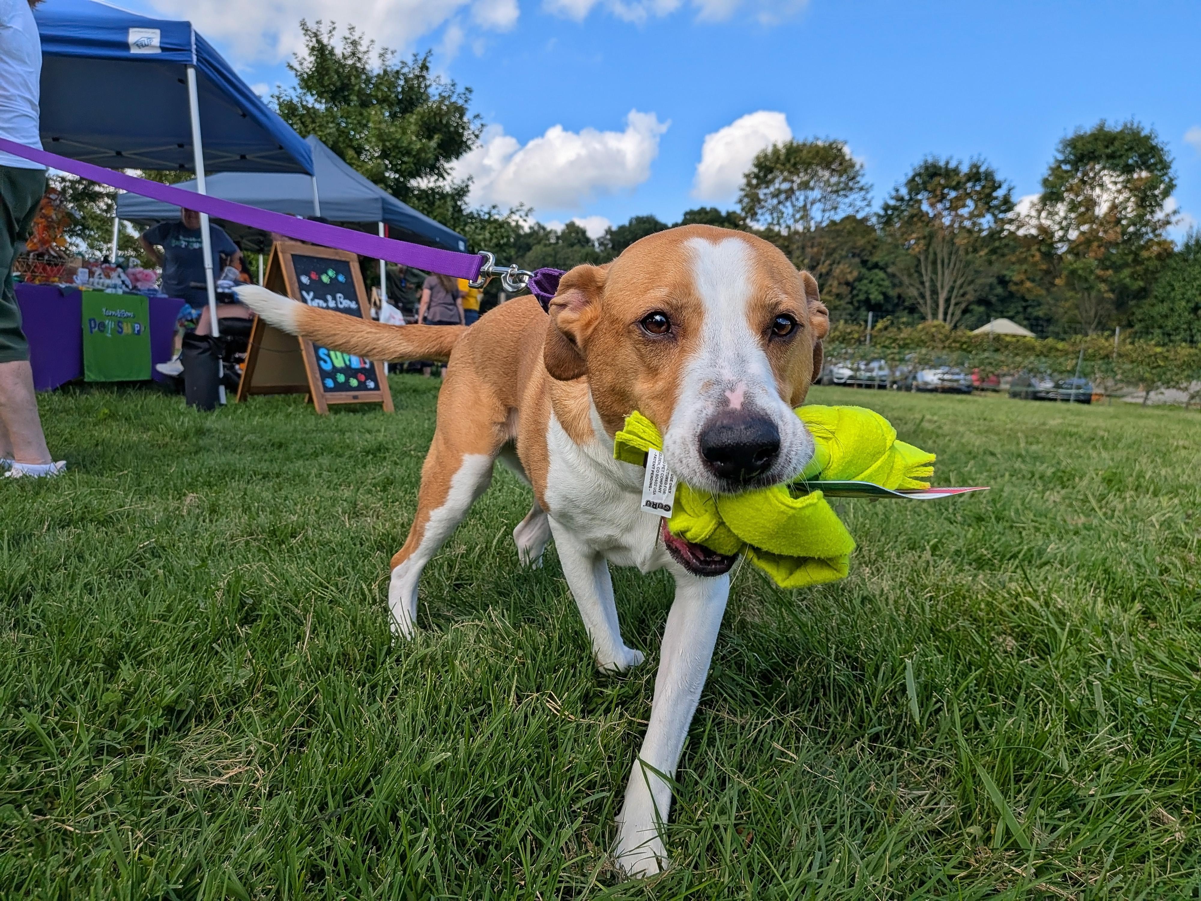 Abbey Mae, Adoptable, Senior Female Hound.