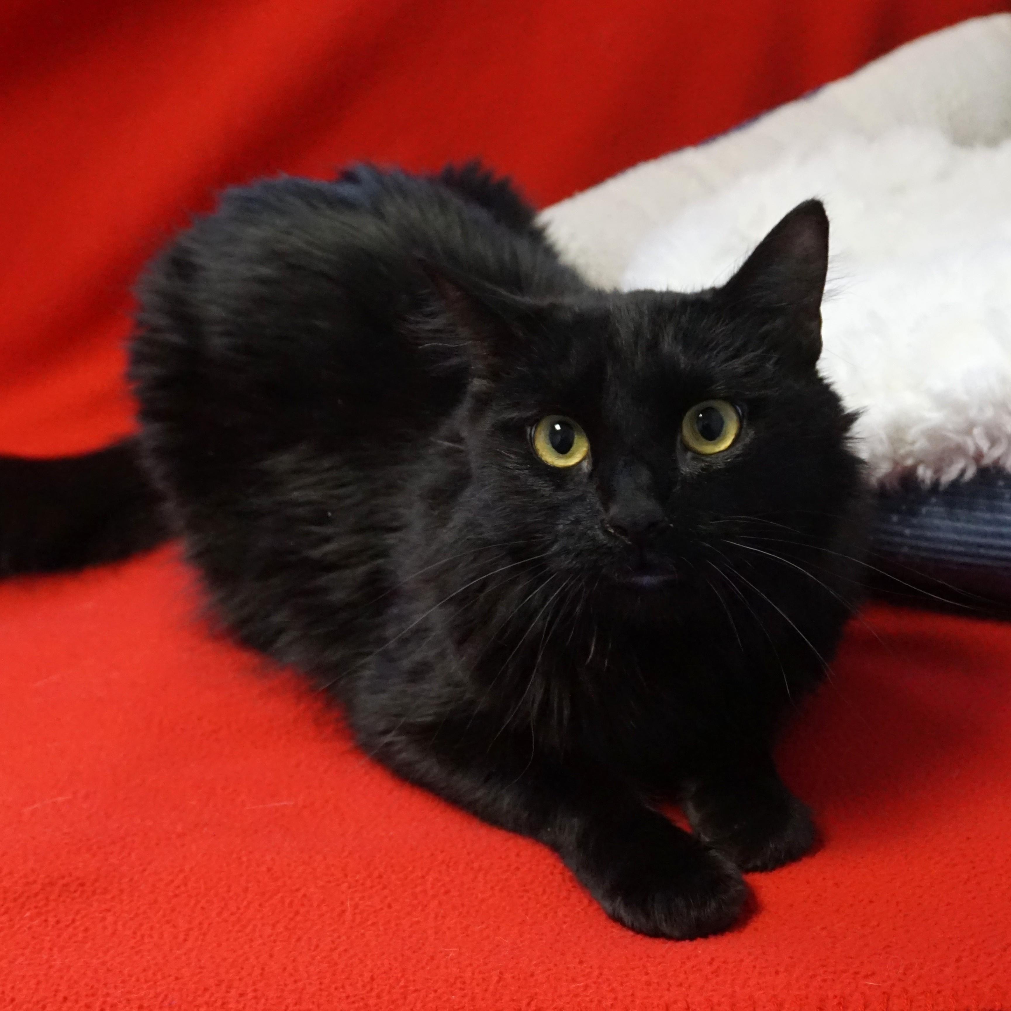 Enlarge Salem T, an adopted Domestic Medium Hair in Fountain Hills, AZ image 1/4