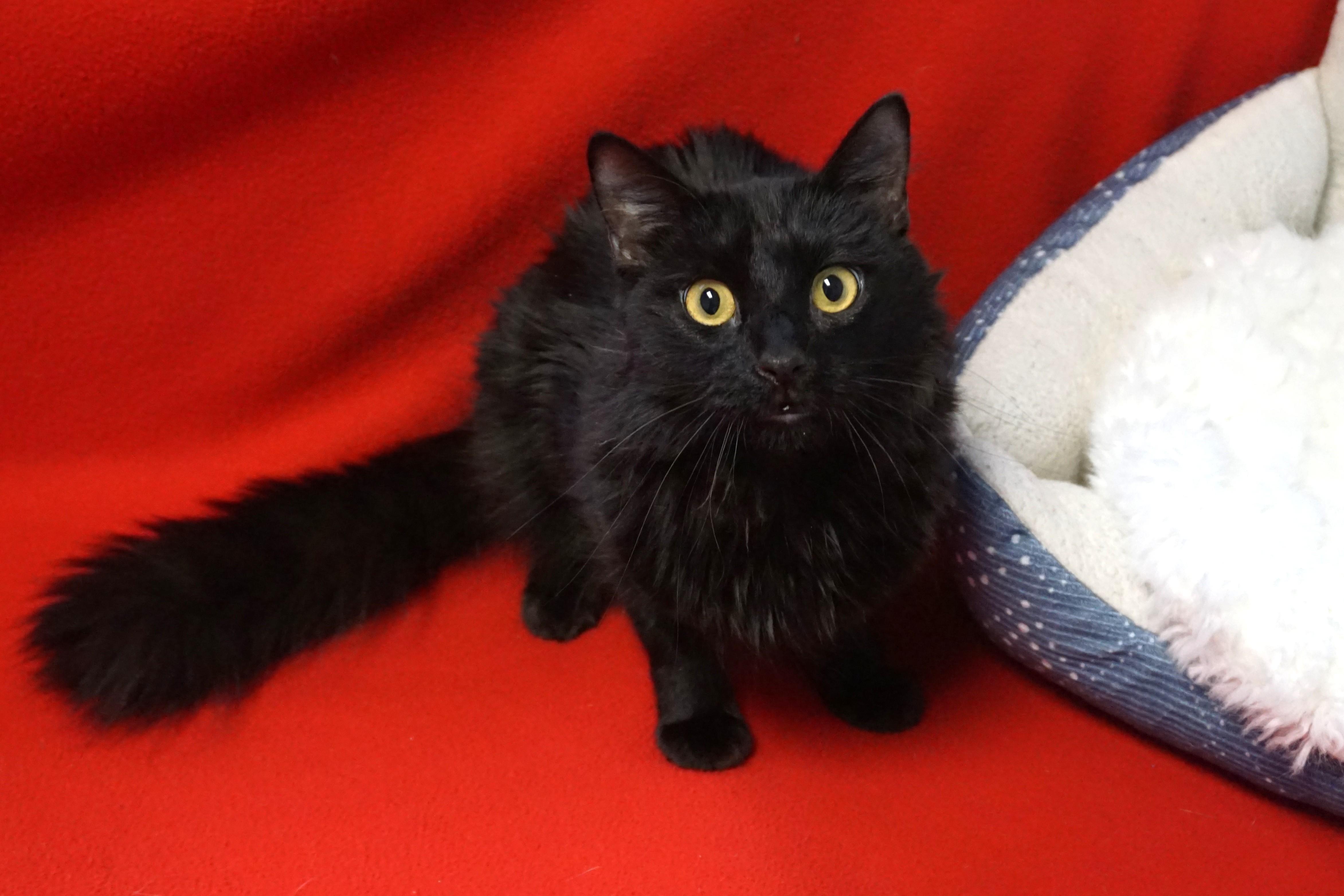 Enlarge Salem T, an adopted Domestic Medium Hair in Fountain Hills, AZ image 4/4