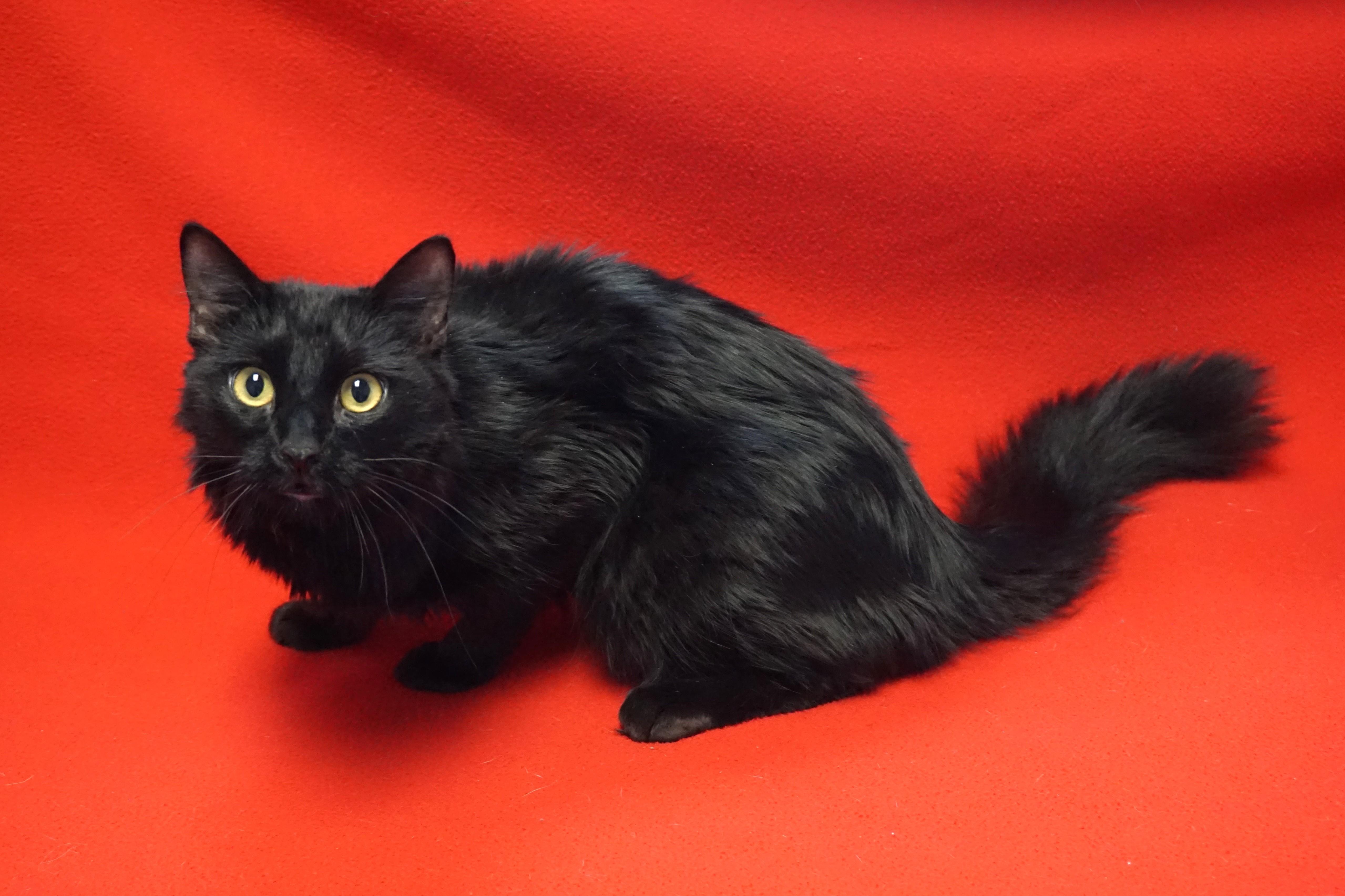 Enlarge Salem T, an adopted Domestic Medium Hair in Fountain Hills, AZ image 2/4