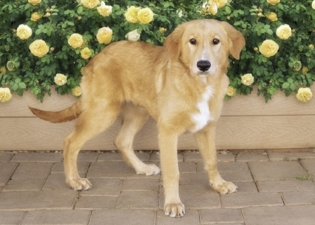 Sleepy#8385, Adopted, Puppy Male German Shepherd Dog.