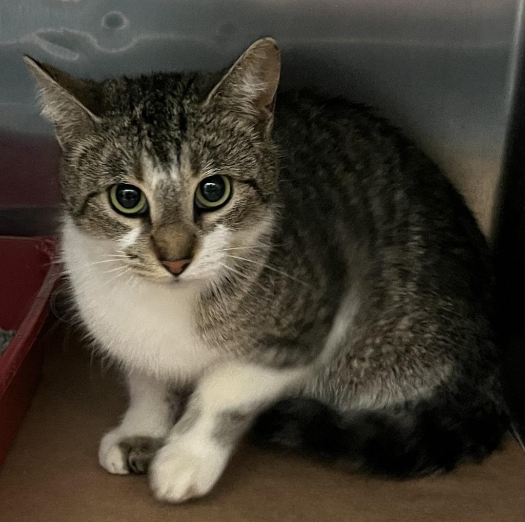 Scuttle, Adoptable, Young Male Domestic Short Hair.