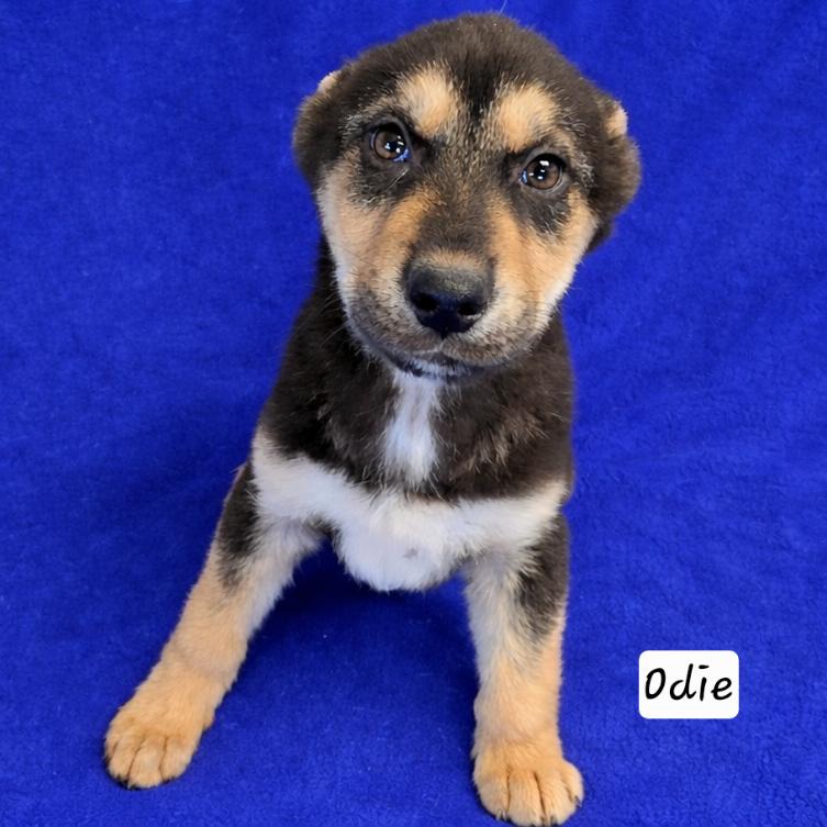 Odie, ADOPTABLE, Puppy Male German Shepherd Dog & Husky.