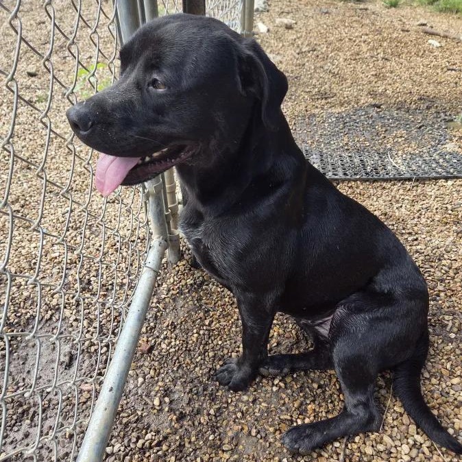 Lady, Adoptable, Adult Female Pit Bull Terrier & Labrador Retriever.