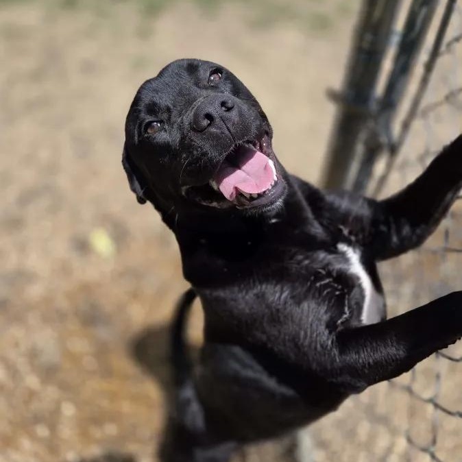 Lady, a Adoptable mixed breed in Madison, MS image 2/2
