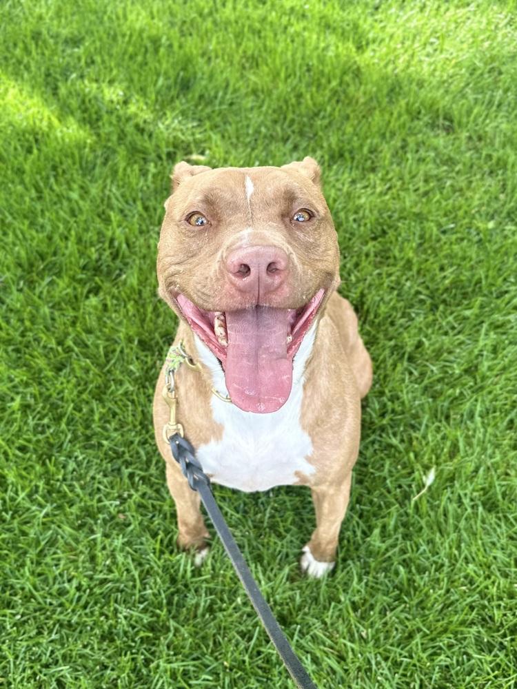 Enlarge Kiki, a Adopted mixed breed in Littleton, CO image 1/6