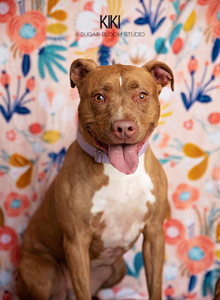 Enlarge Kiki, a Adopted mixed breed in Littleton, CO image 2/6