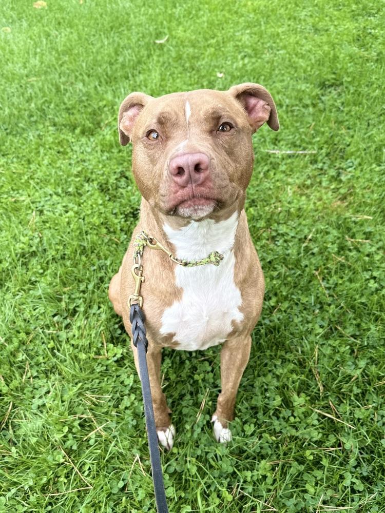 Enlarge Kiki, a Adopted mixed breed in Littleton, CO image 3/6