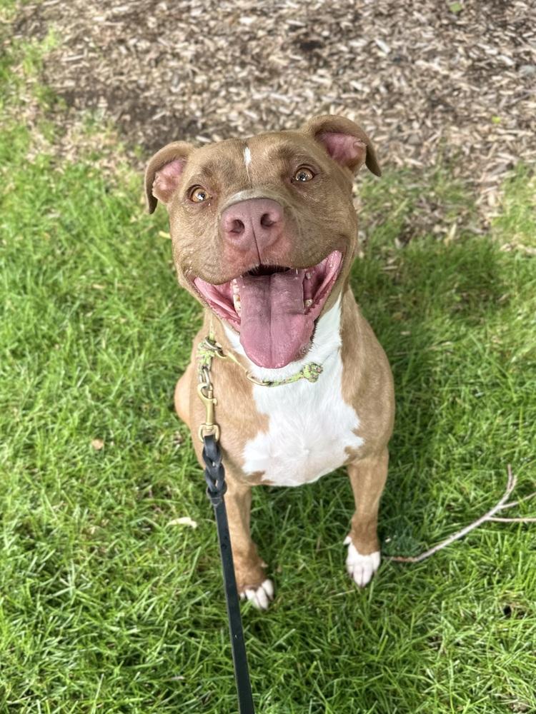 Enlarge Kiki, a Adopted mixed breed in Littleton, CO image 4/6