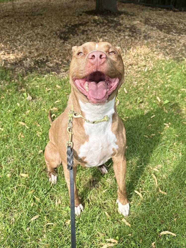 Enlarge Kiki, a Adopted mixed breed in Littleton, CO image 5/6