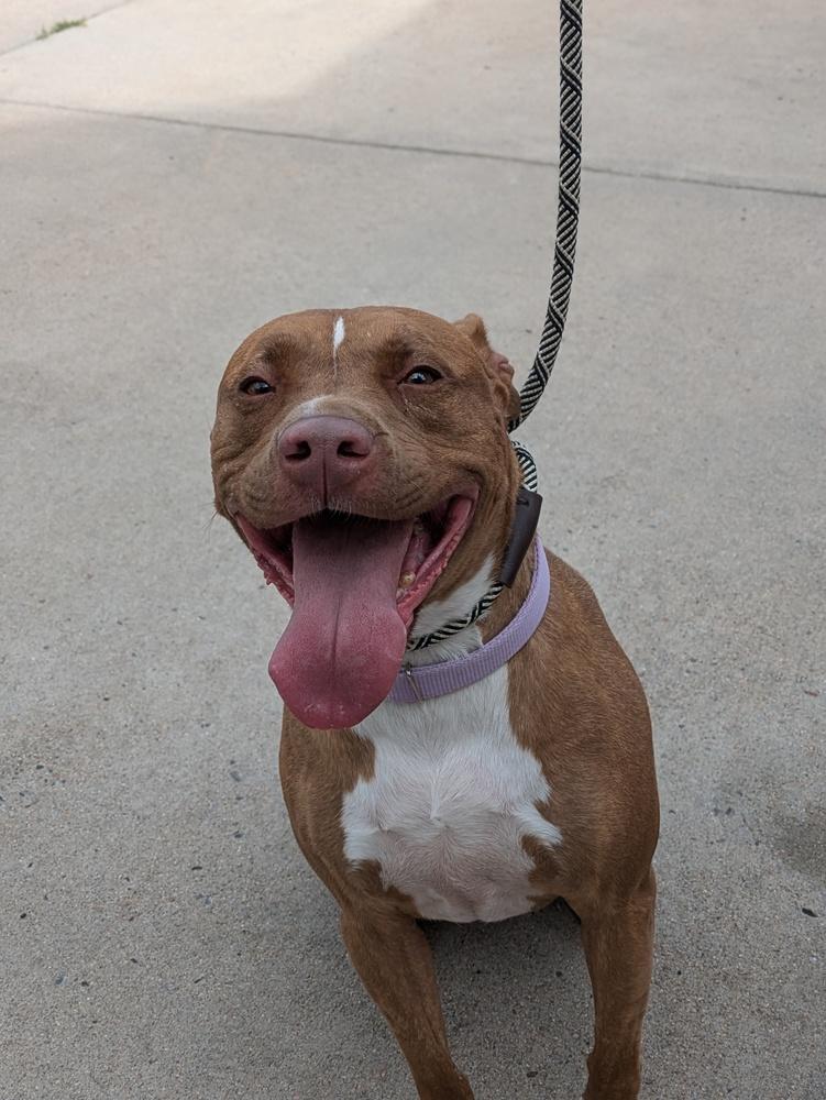 Enlarge Kiki, a Adopted mixed breed in Littleton, CO image 6/6