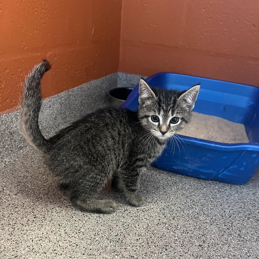 Trinity, Adoptable, Kitten Female Domestic Short Hair.