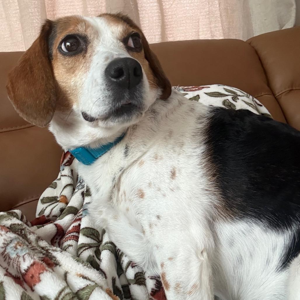 Penny, Adoptable, Adult Female Beagle.