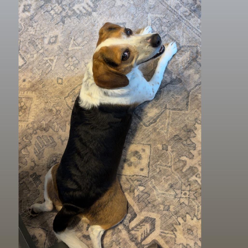 Penny, a Adoptable Beagle in Brainerd, MN image 2/6