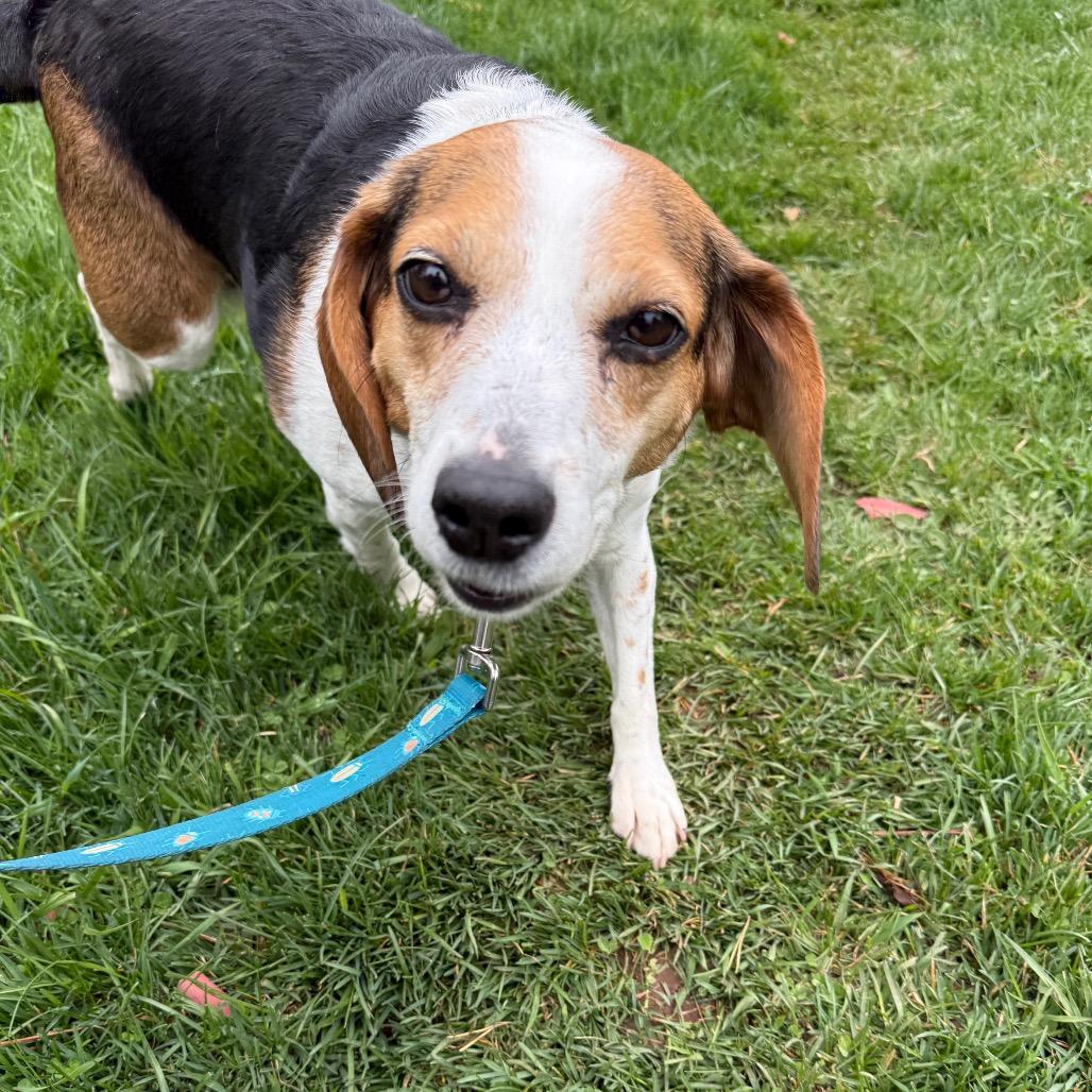 Penny, a Adoptable Beagle in Brainerd, MN image 3/6