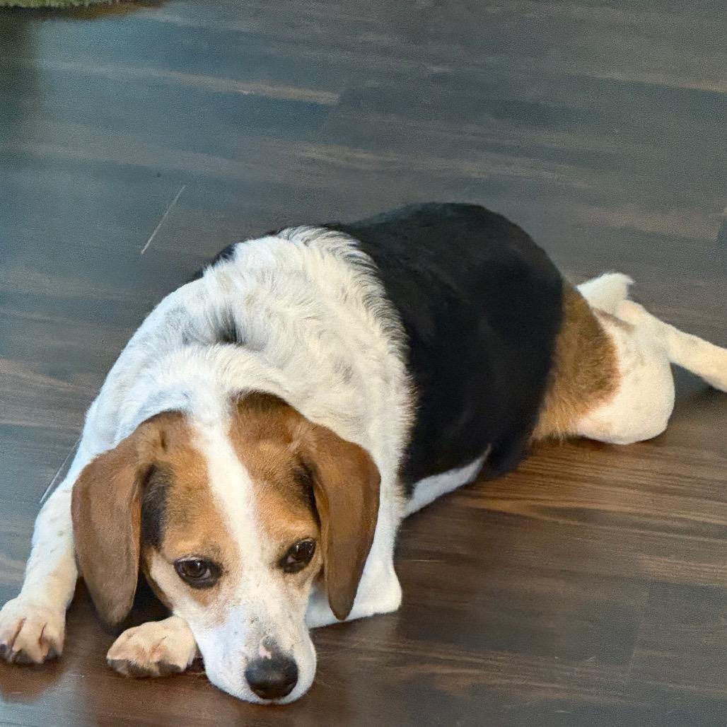 Penny, a Adoptable Beagle in Brainerd, MN image 4/6