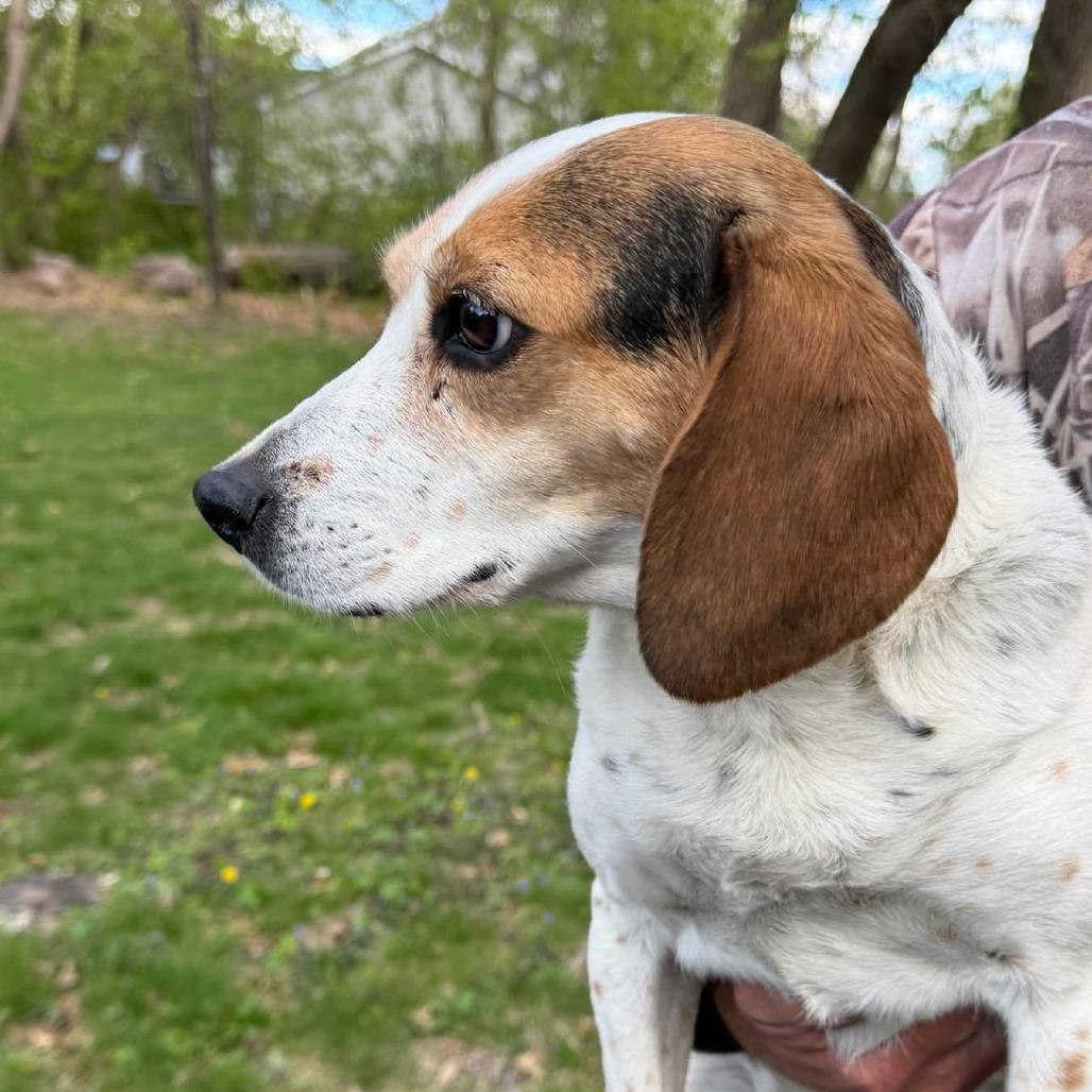 Penny, a Adoptable Beagle in Brainerd, MN image 5/6