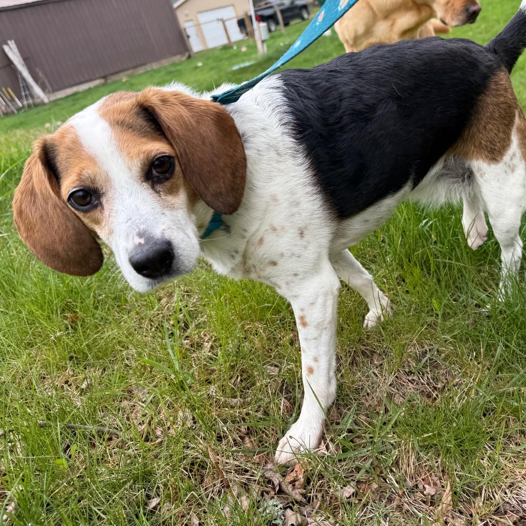 Penny, a Adoptable Beagle in Brainerd, MN image 6/6