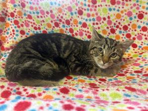 Georgia, Adoptable, Young Female Domestic Short Hair.