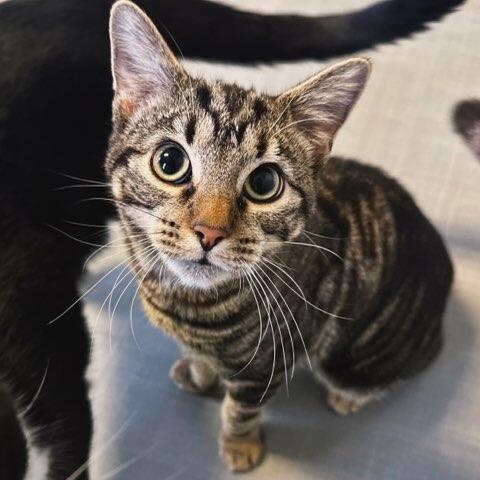 Georgia, adoptable, Young Female Domestic Short Hair.