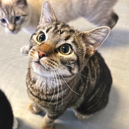 Enlarge Georgia, a Adoptable Domestic Short Hair in Greensburg, PA image 2/3