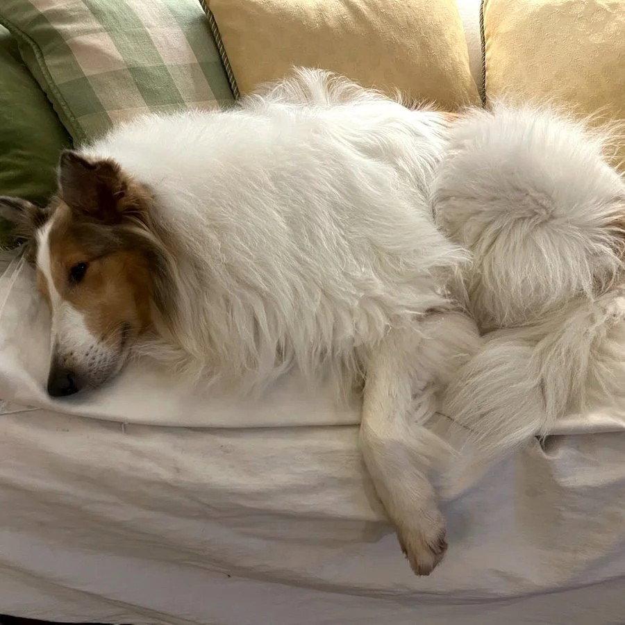 KC, Adoptable, Adult Female Collie.