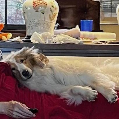 KC, a Adoptable Collie in Dublin, OH image 2/2