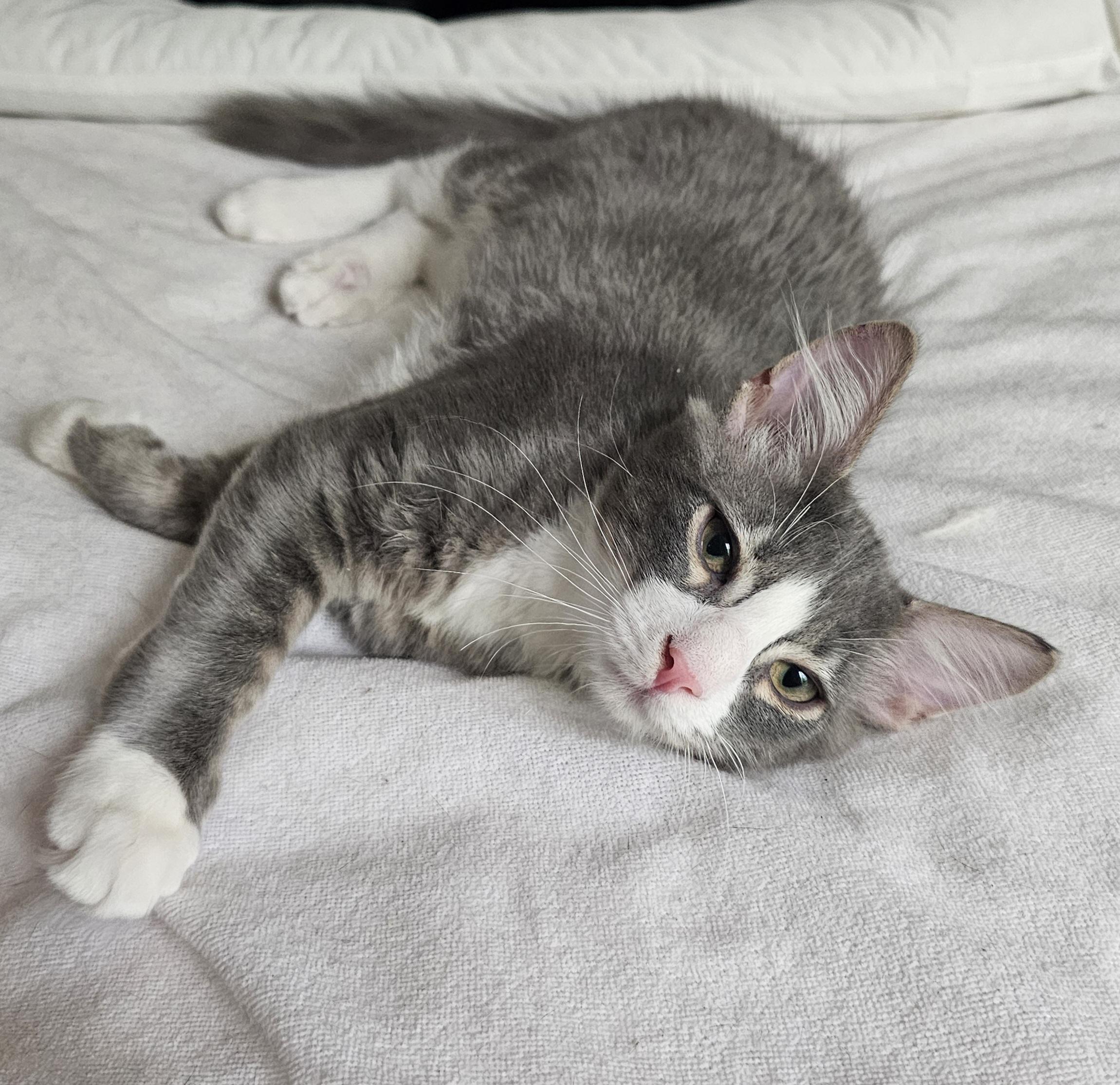 Bonded trio pack: Kitten, Libby and Tiny
