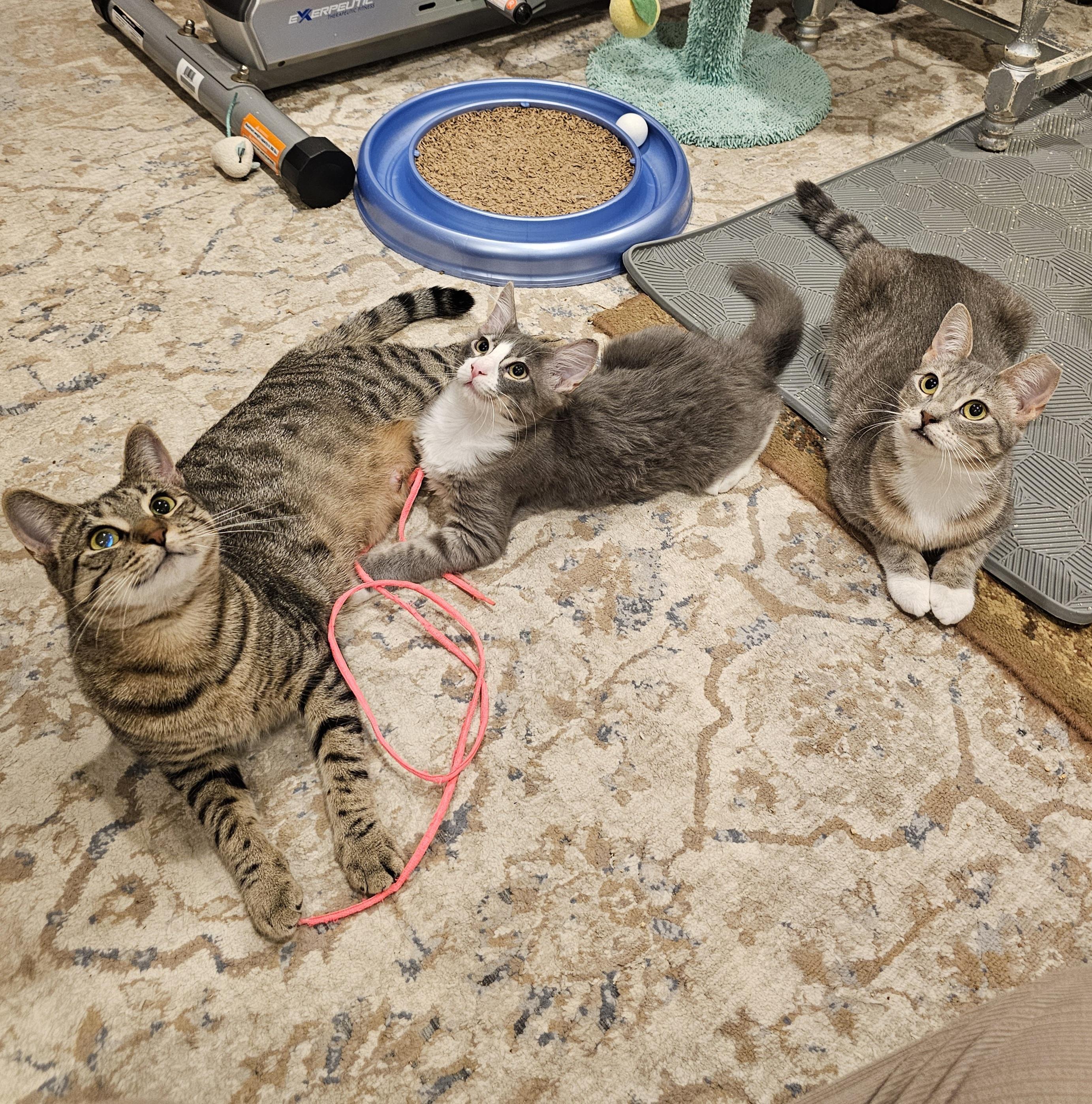 Bonded trio pack: Kitten, Libby and Tiny
