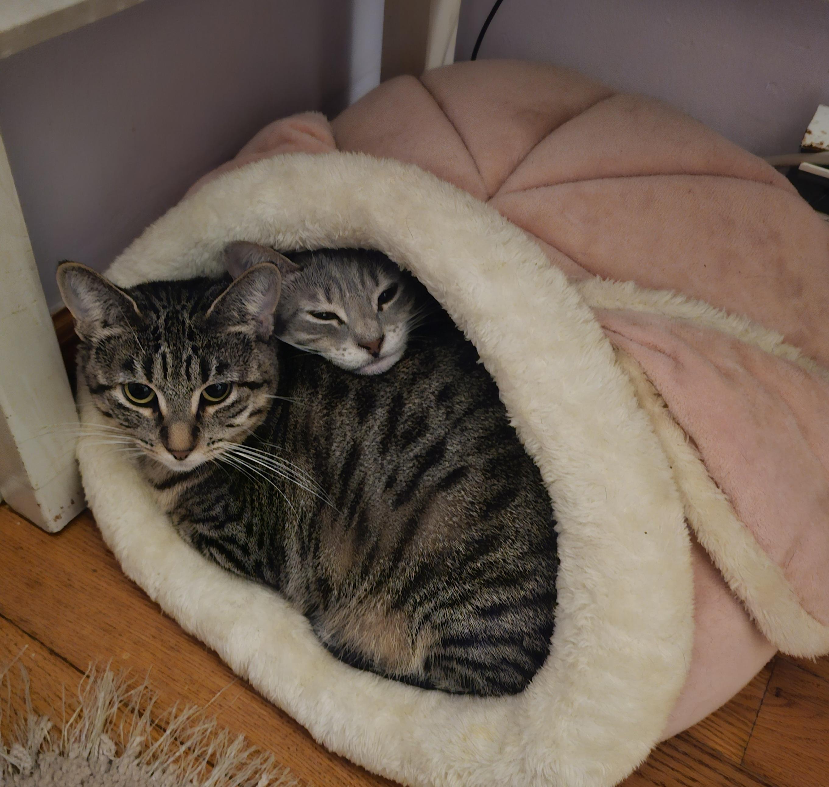 Bonded trio pack: Kitten, Libby and Tiny